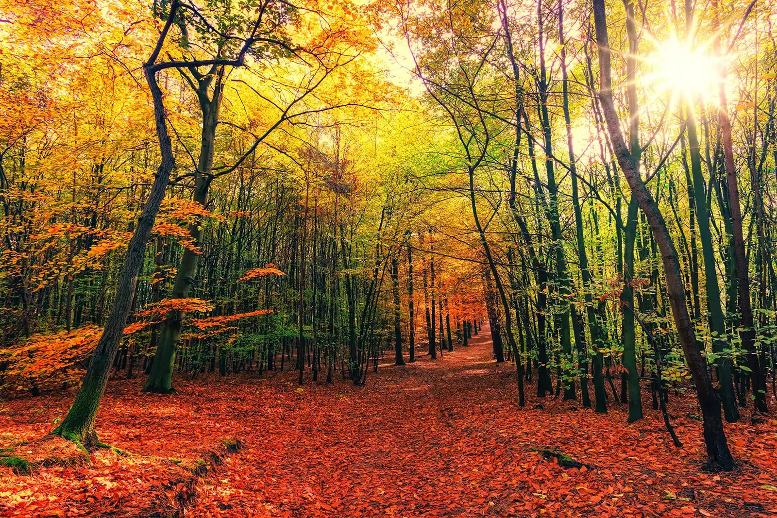 autumn forest with leaf-strewn path