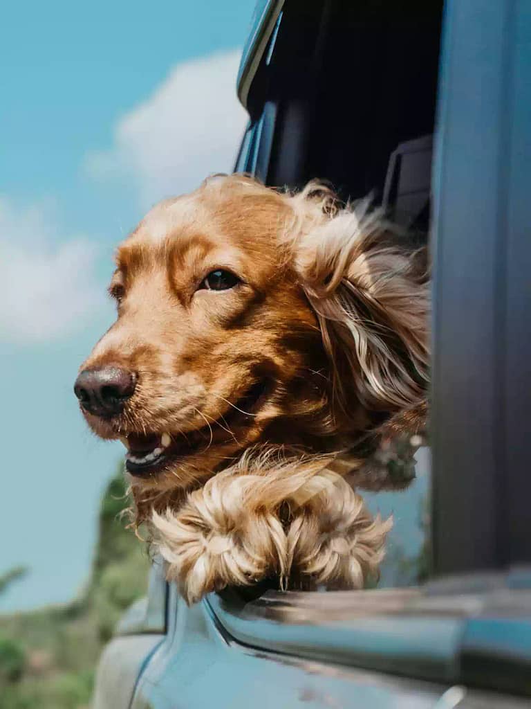 RVing with pets might feature a happy golden retriever with its head out the window
