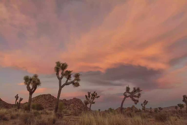 Joshua trees at sunset with a rocky backdrop in Joshua Tree National Park, one of the top places for camping in Southern California.