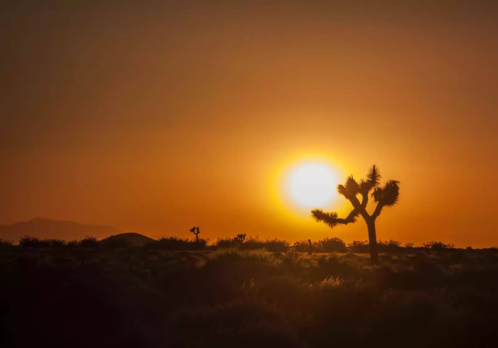 A glowing orange sunset behind a Joshua Tree in a dark open desert.