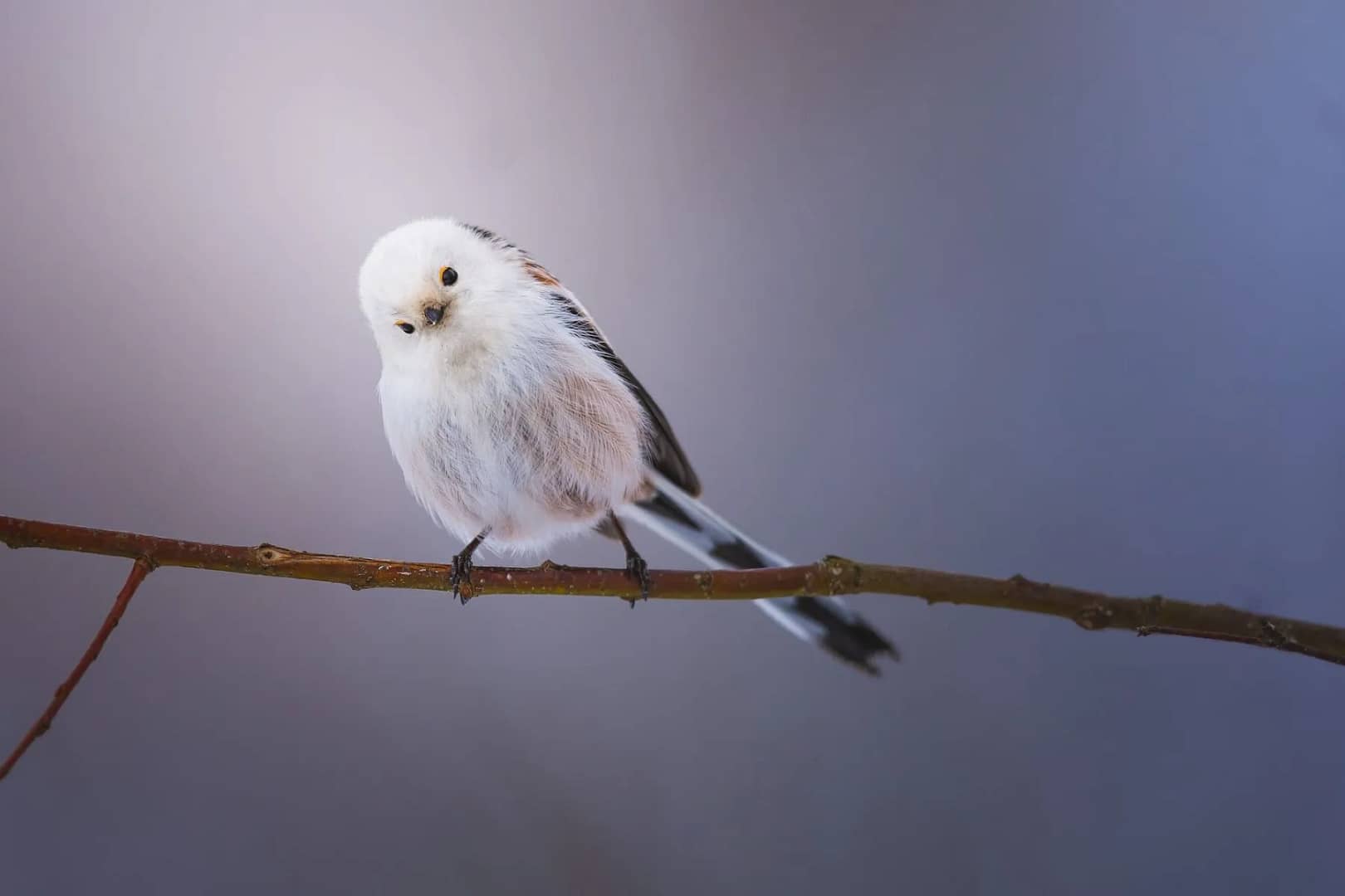 A long-tailed tit, a small, white and gray bird, cocks its head while perched on a branch, a nice sight while birdwatching for beginners