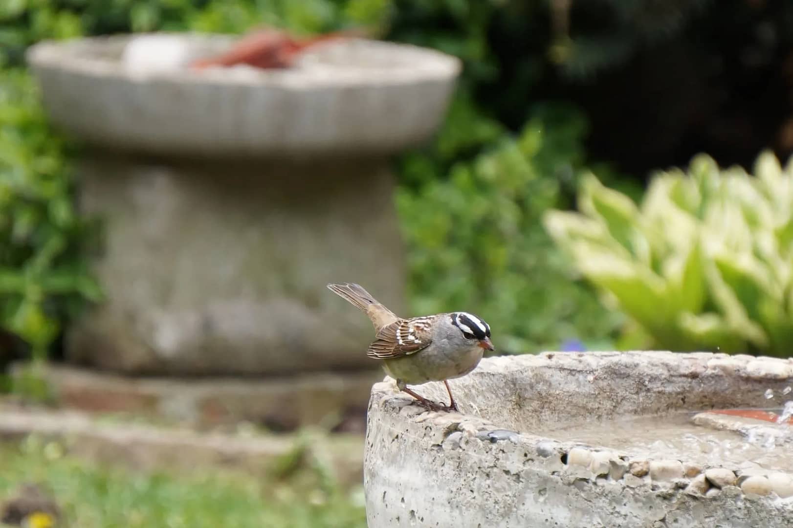 A white-crowned sparrow perched on the edge of a stone birdbath, a typical sight during camping birdwatching for beginners