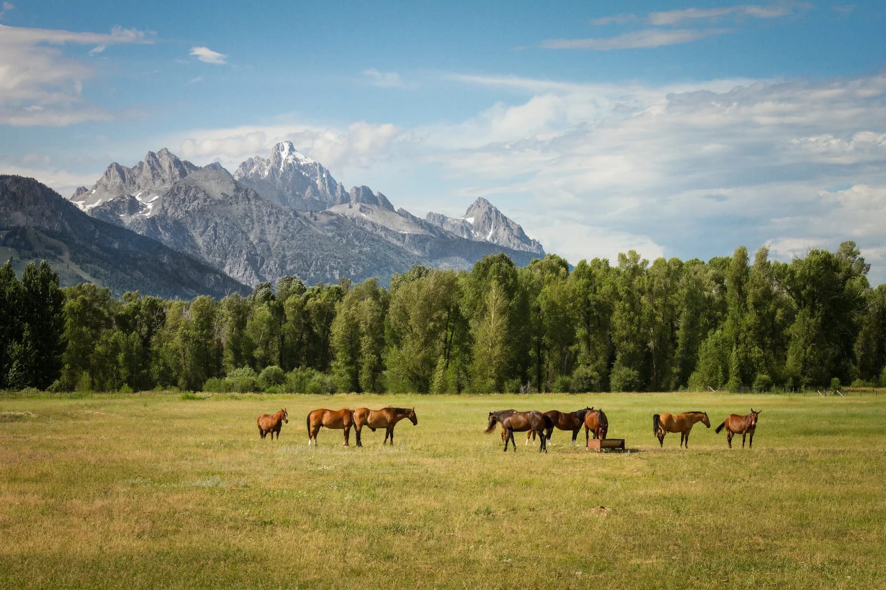 horses in Wyoming to convey horse camping in Wyoming - BookOutdoors