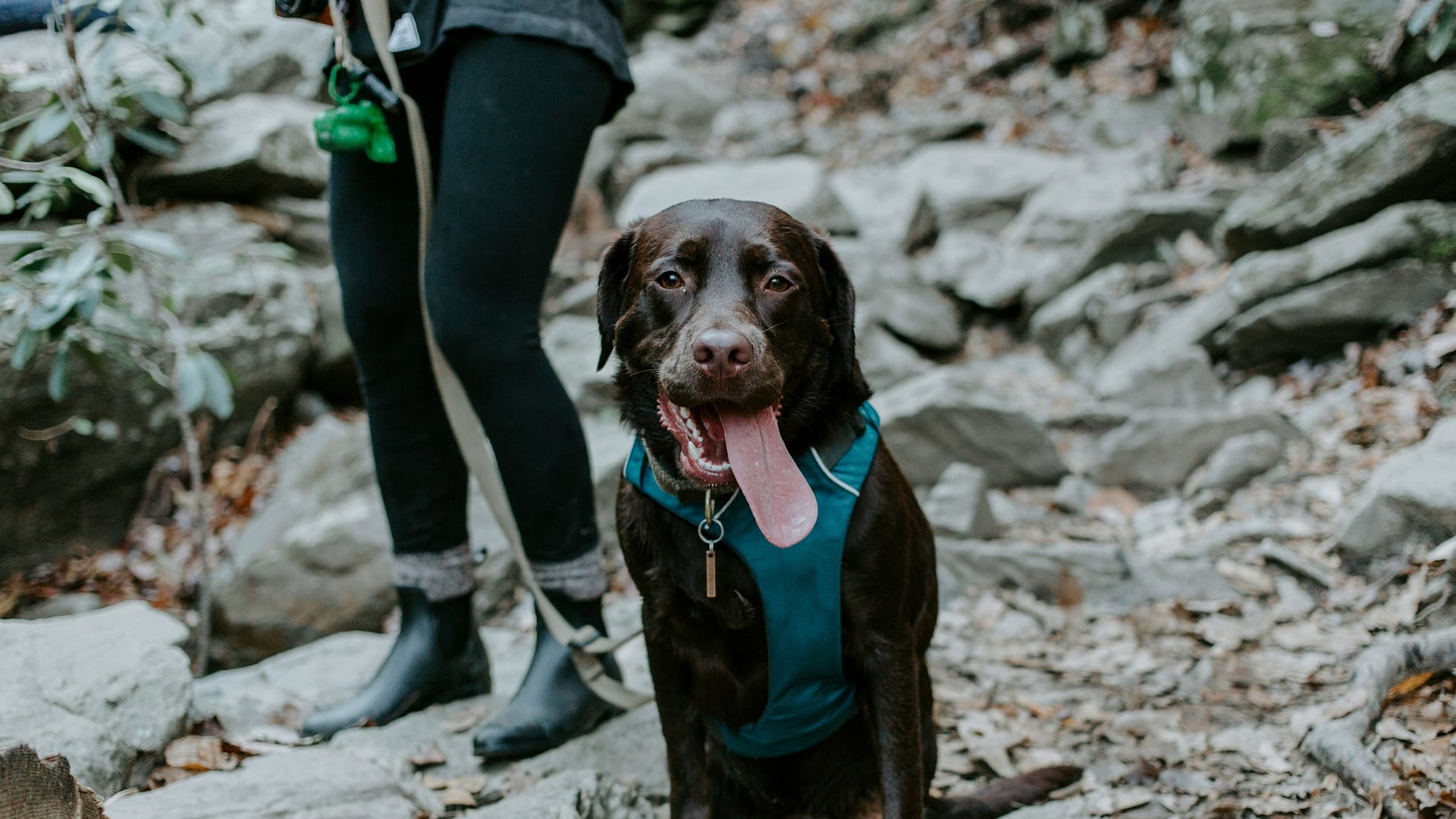 A dog with its tongue hanging out, standing still and resting after going on a hike. Photo by Wade Austin Ellis.