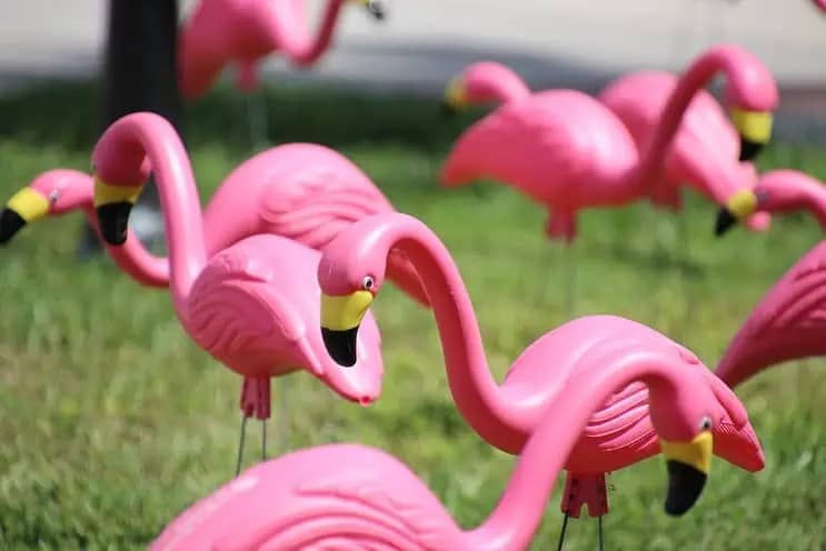 Pink Flamingos at camp site