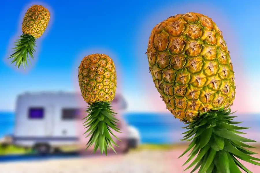 Upside Down Pineapples at RV sites