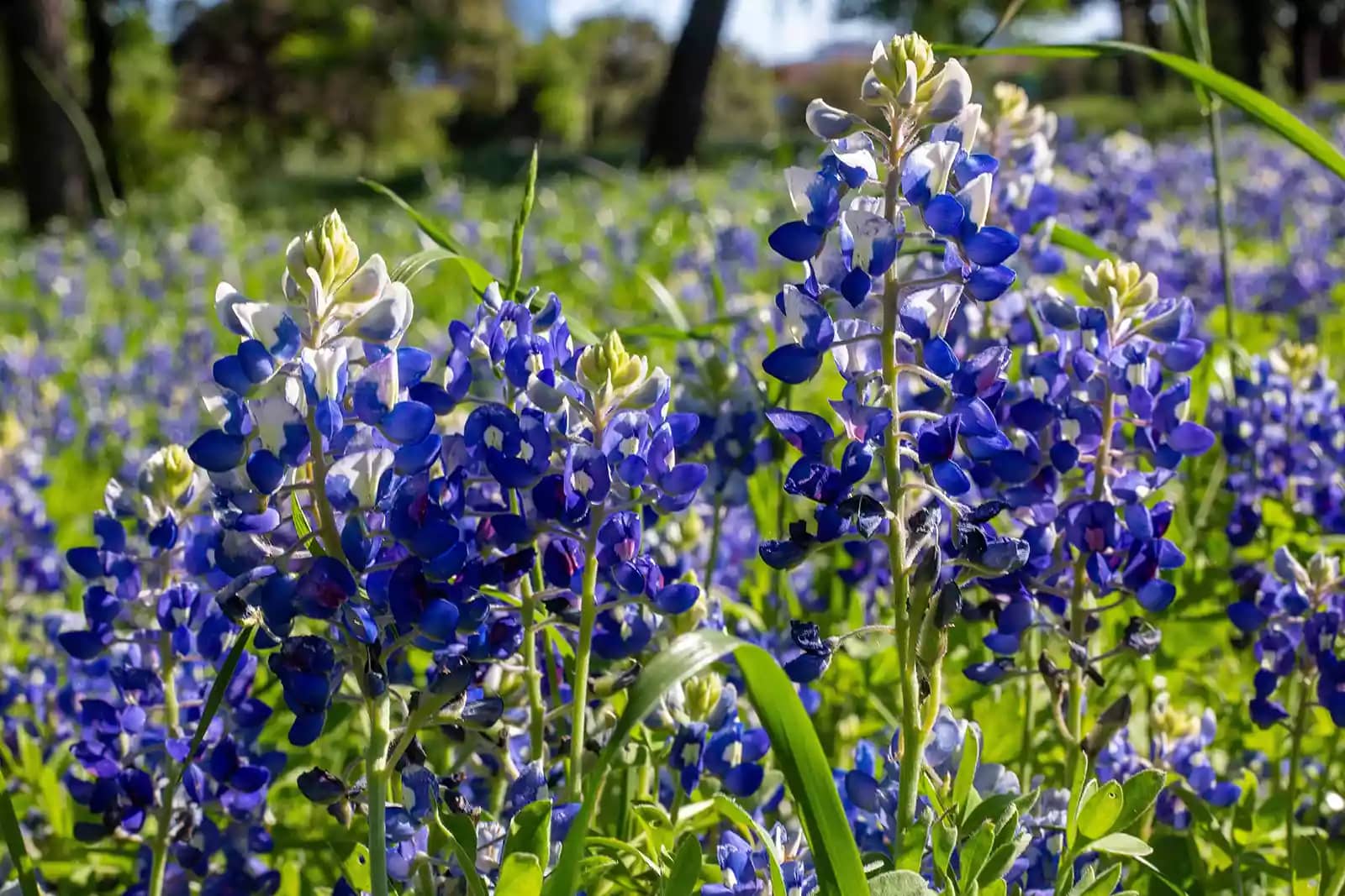 A stand of blooming Texas bluebonnet flowers at their peak in spring, on a sunny day, a must-see stop on any Texas road trip