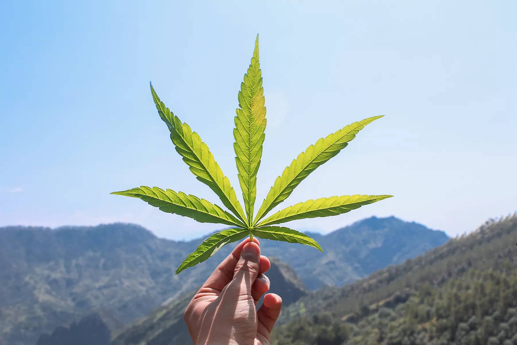marijuana leaf in Colorado campground