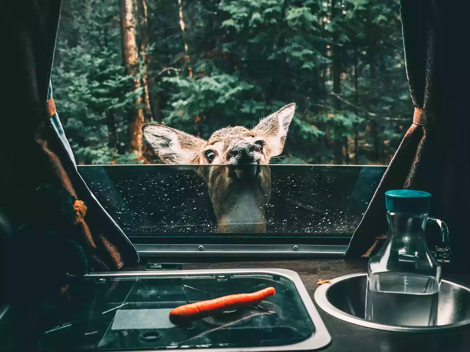 deer standing outside of open RV window