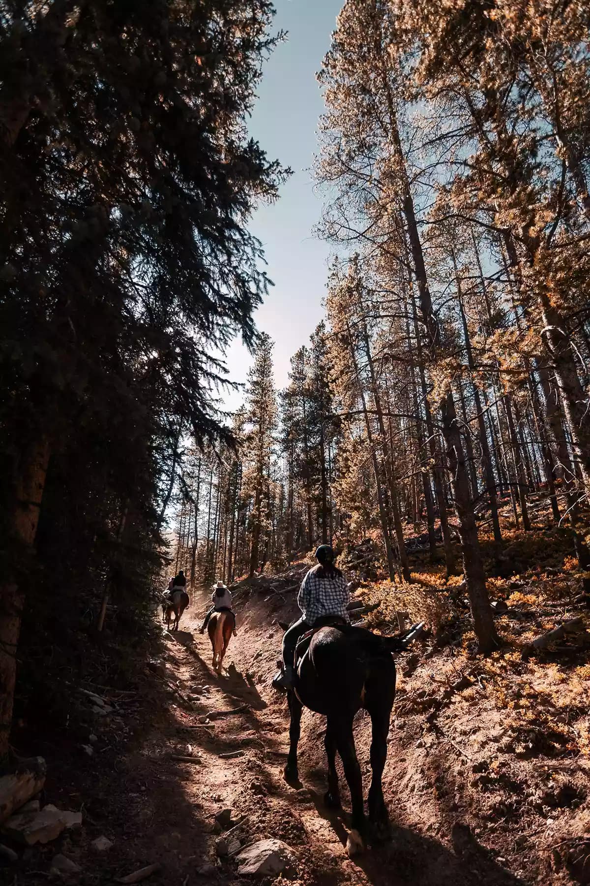 Three riders on horseback ride up a rustic trail between tall trees in rural Colorado