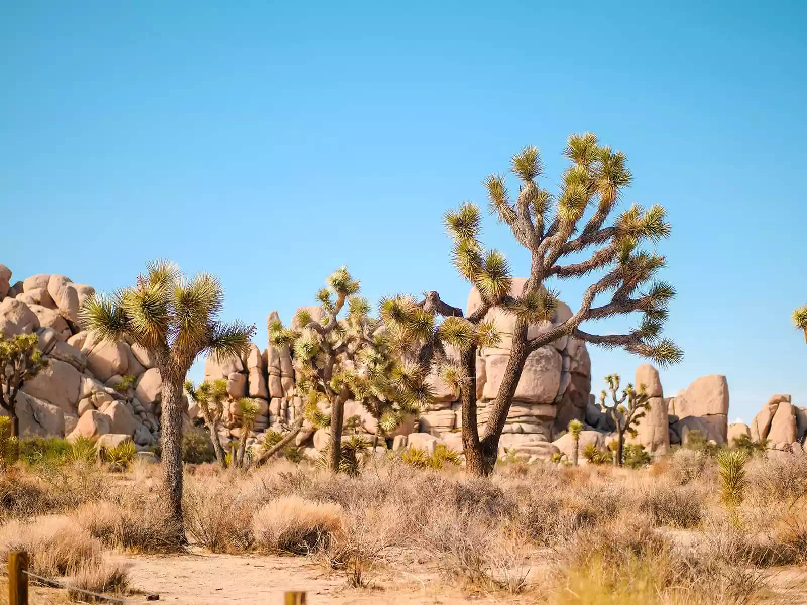 Joshua Trees in front of desert rock formation